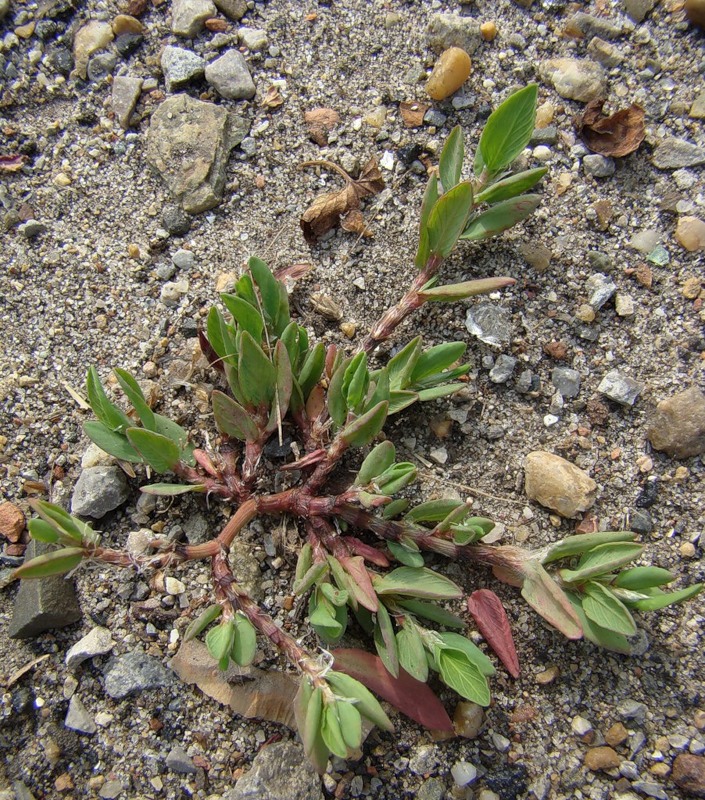 Image of genus Polygonum specimen.