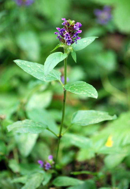 Image of Prunella vulgaris specimen.