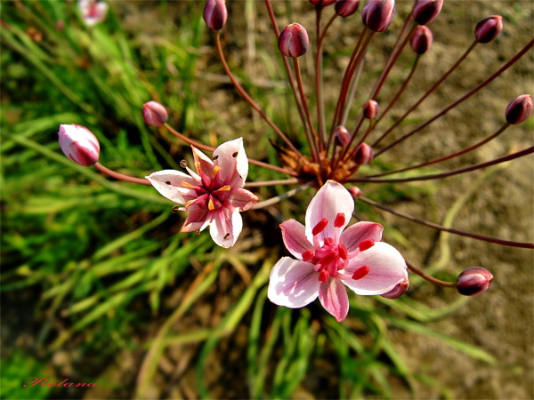 Изображение особи Butomus umbellatus.