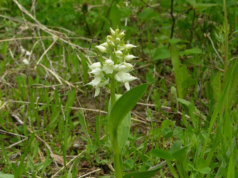 Изображение особи Dactylorhiza aristata.