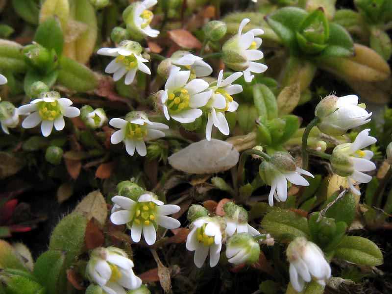 Image of Erophila praecox specimen.