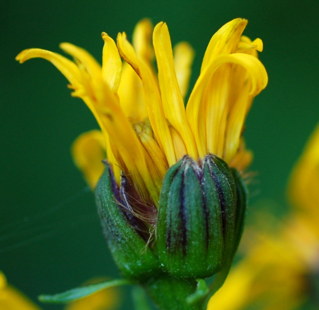 Image of Ligularia fischeri specimen.