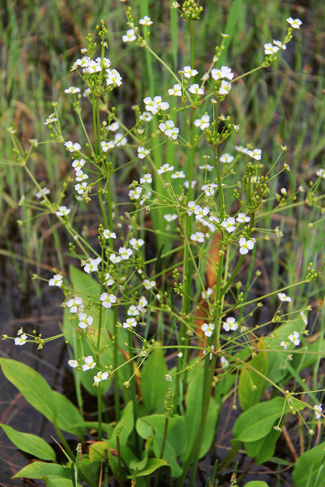 Image of Alisma plantago-aquatica specimen.