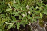 Salix glauca. Ветвь плодоносящего растения. Окрестности Мурманска, конец августа.