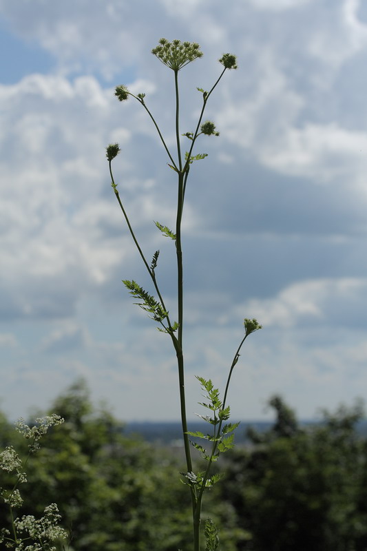 Image of Seseli libanotis specimen.