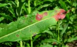 Chamaenerion angustifolium. Верхушка листа с поражениями. Окр. Архангельска, рудеральное место. 18.06.2015.