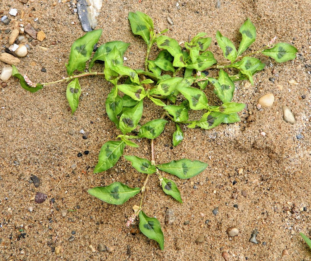 Изображение особи род Persicaria.