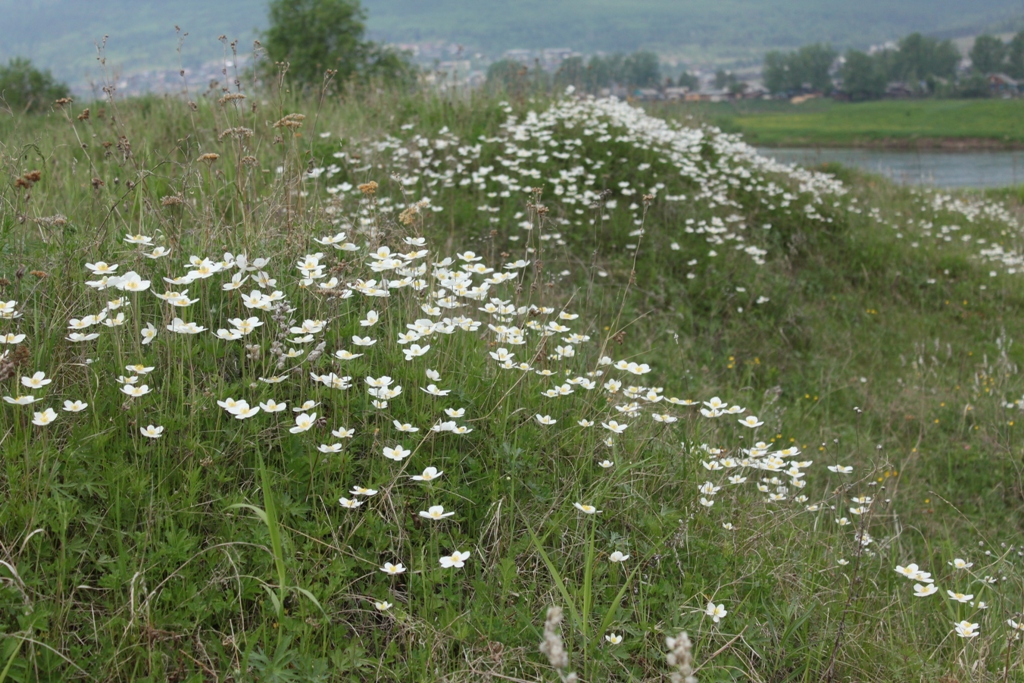 Изображение особи Anemone sylvestris.