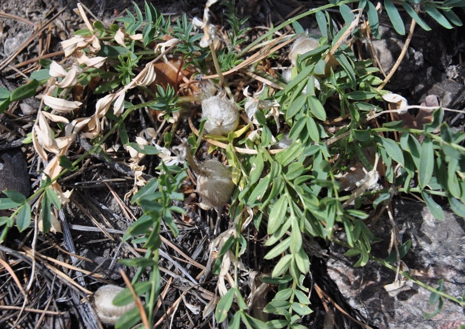 Изображение особи Oxytropis caespitosa.