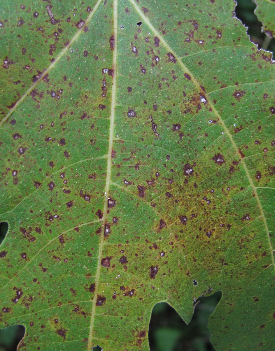 Image of Ficus carica specimen.