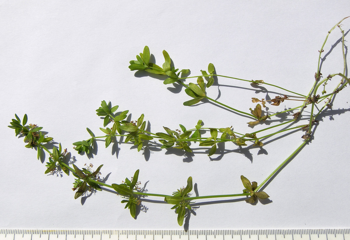 Image of Cruciata coronata specimen.