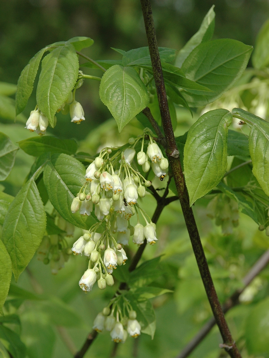 Image of Staphylea trifolia specimen.