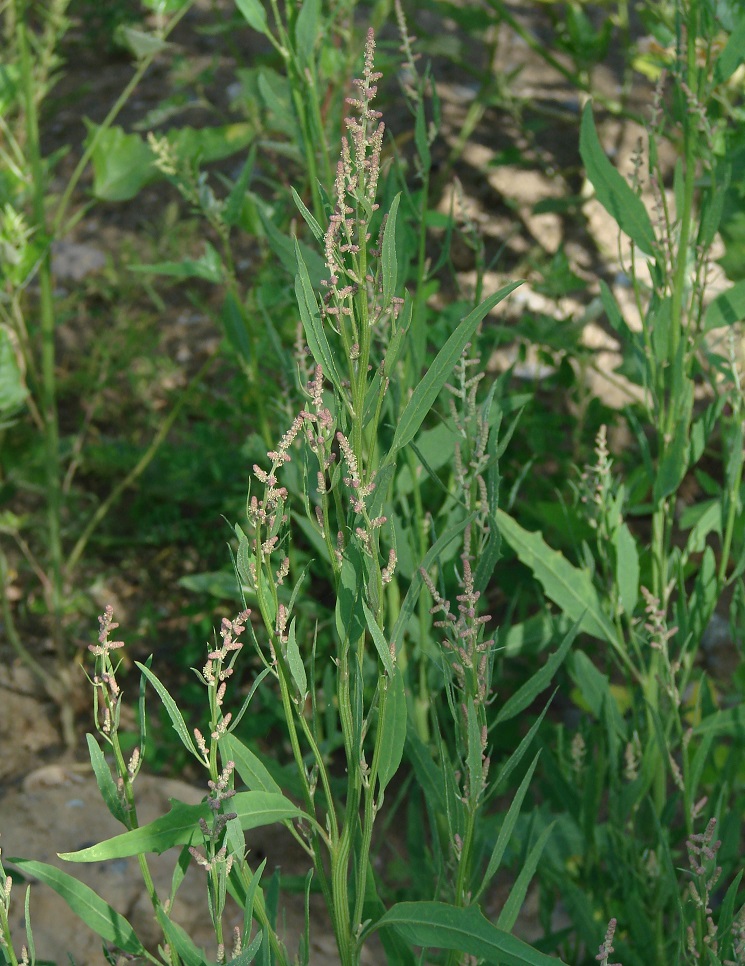 Image of genus Atriplex specimen.