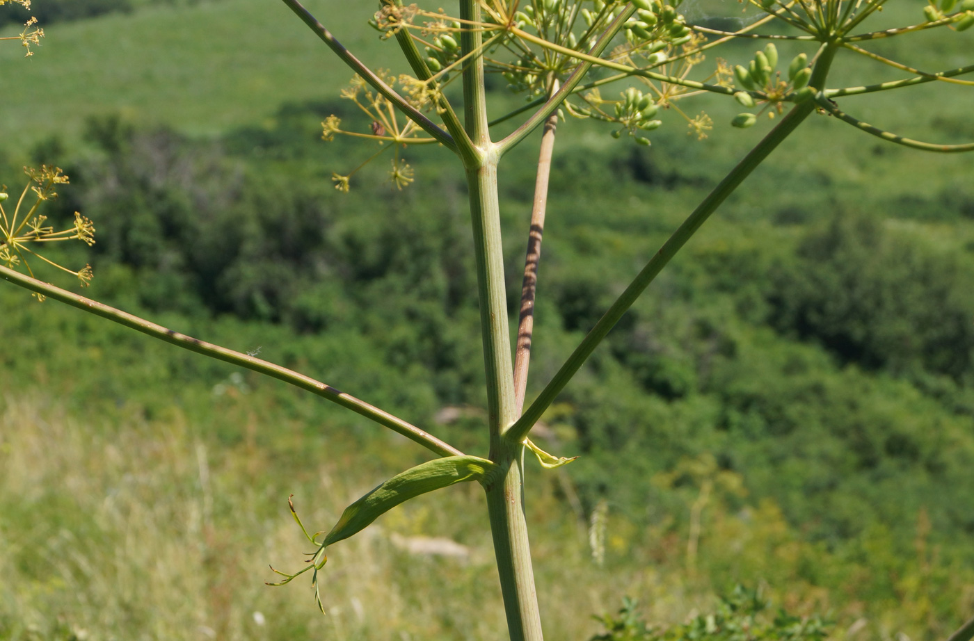 Image of Ferula songarica specimen.