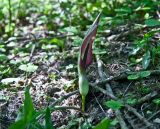 Arum elongatum