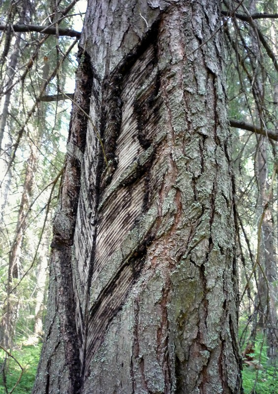 Изображение особи Pinus sylvestris.