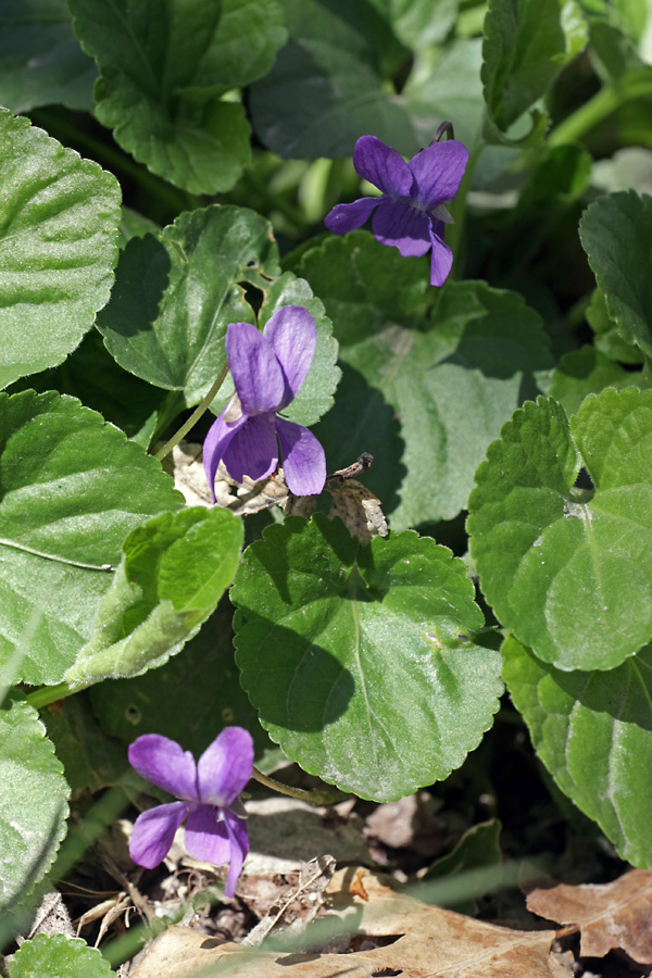 Image of Viola odorata specimen.