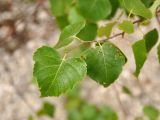 Betula platyphylla. Верхушка побега. Приморье, Лазовский р-н, окр. с. Чистоводное, смешанный лес. 08.08.2015.