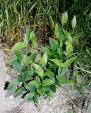 Clematis integrifolia