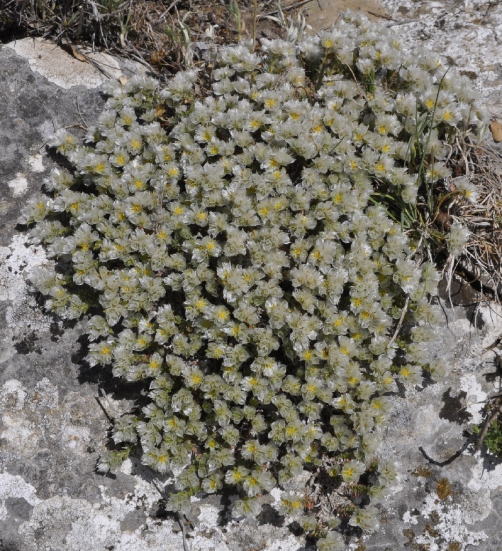 Image of Paronychia cephalotes specimen.