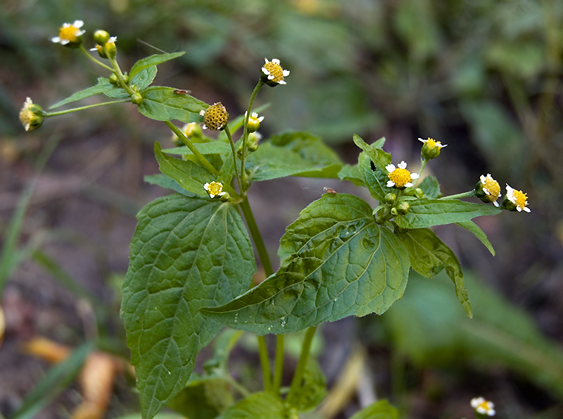 Image of Galinsoga parviflora specimen.