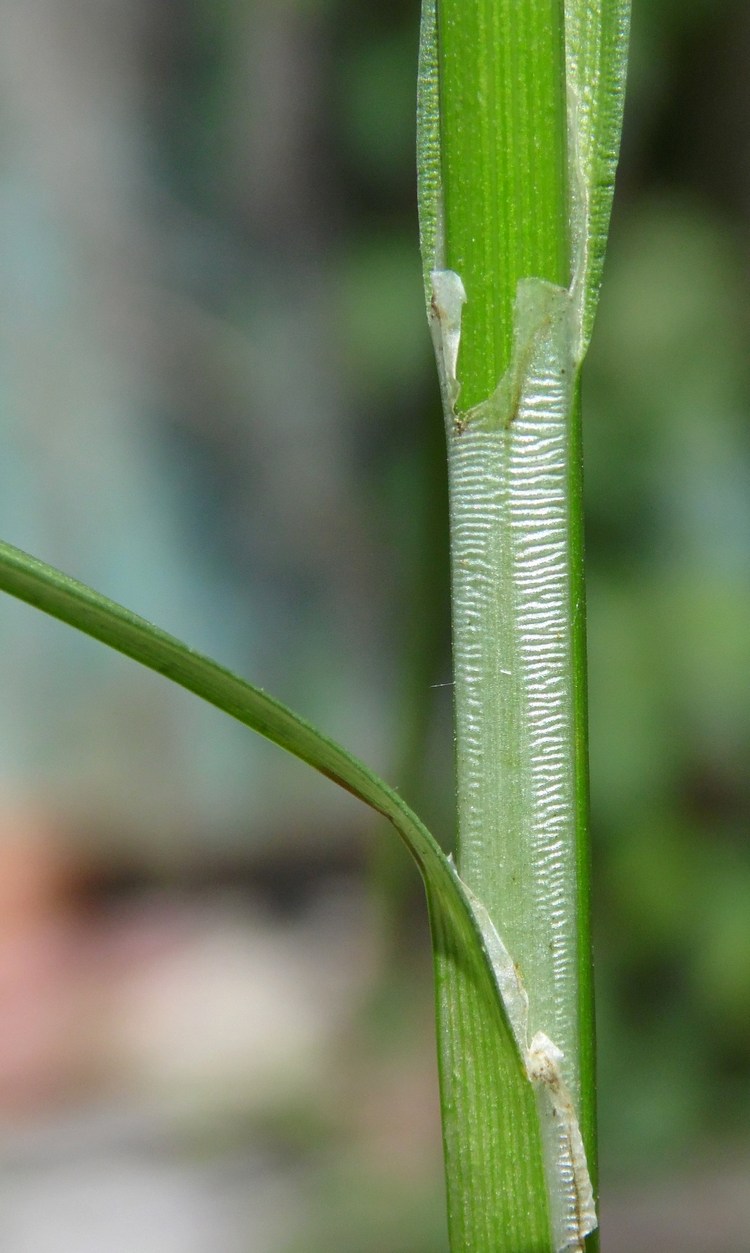 Image of genus Carex specimen.