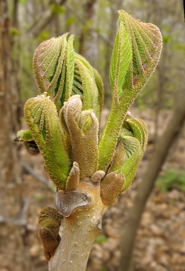 Изображение особи Juglans mandshurica.