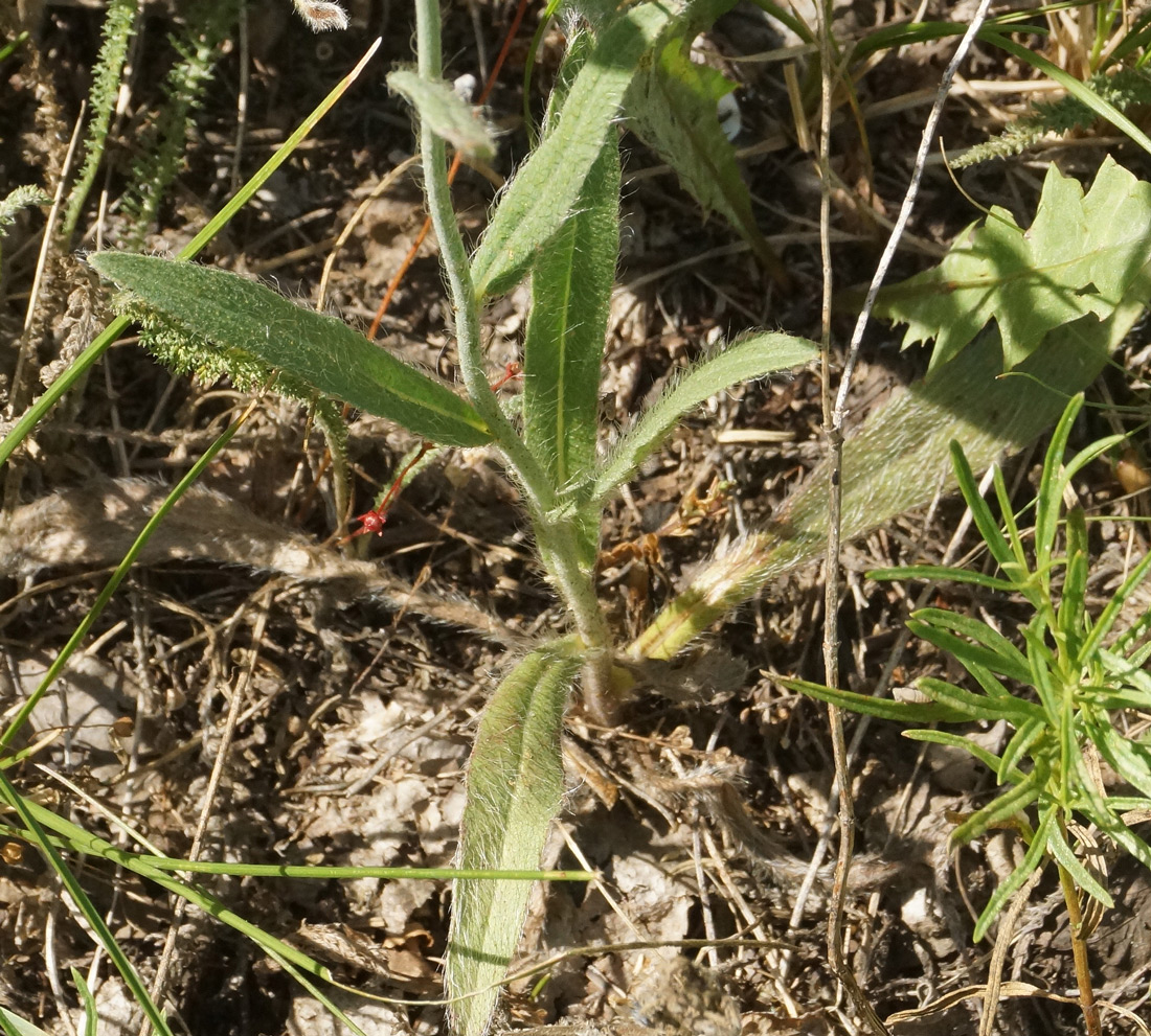 Image of genus Pilosella specimen.