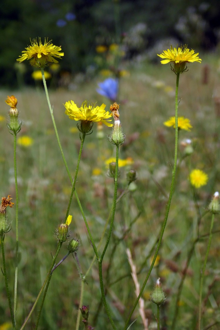 Image of Crepis setosa specimen.