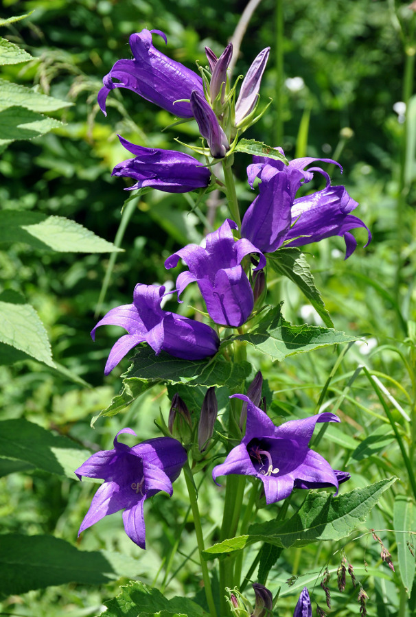 Image of Campanula latifolia specimen.