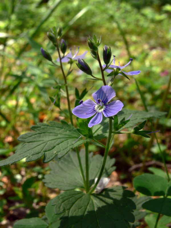 Image of Veronica chamaedrys specimen.