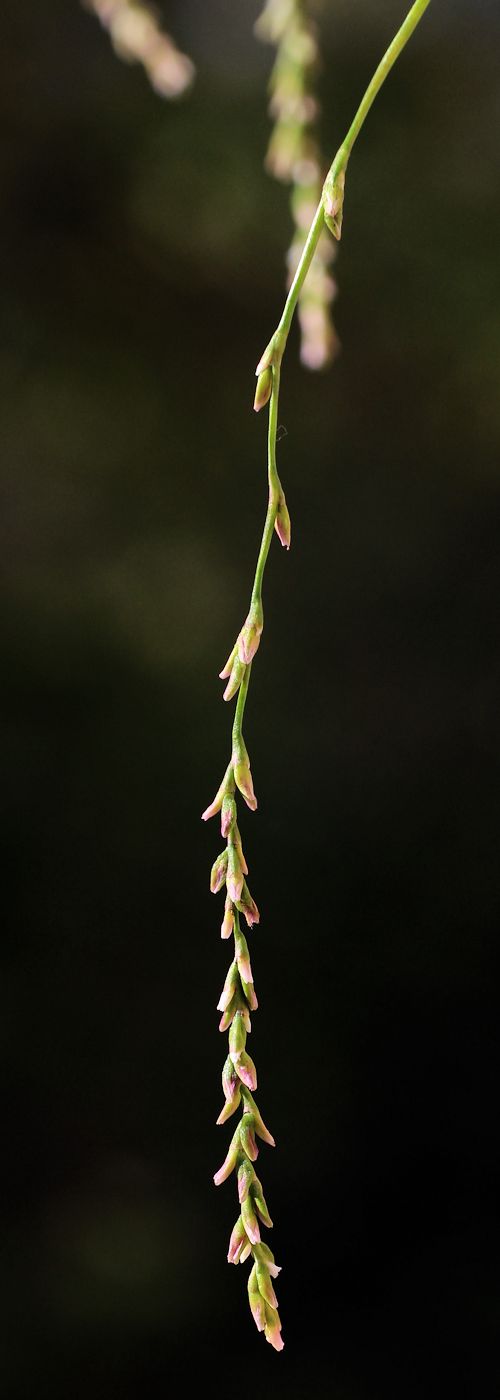 Image of Persicaria foliosa specimen.