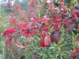 Euonymus europaeus