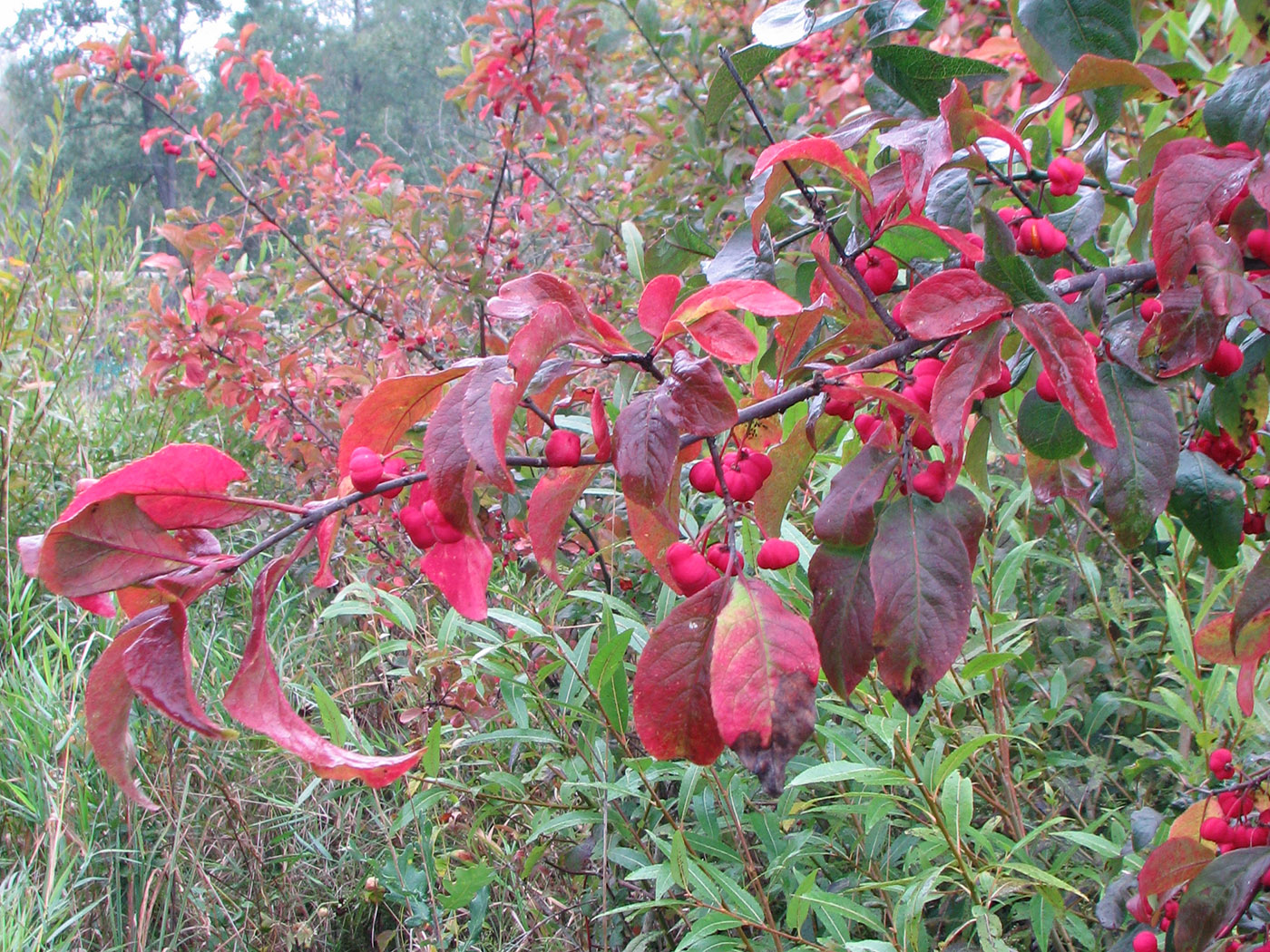 Изображение особи Euonymus europaeus.