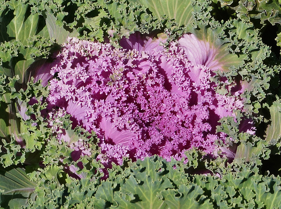 Image of Brassica oleracea var. viridis specimen.