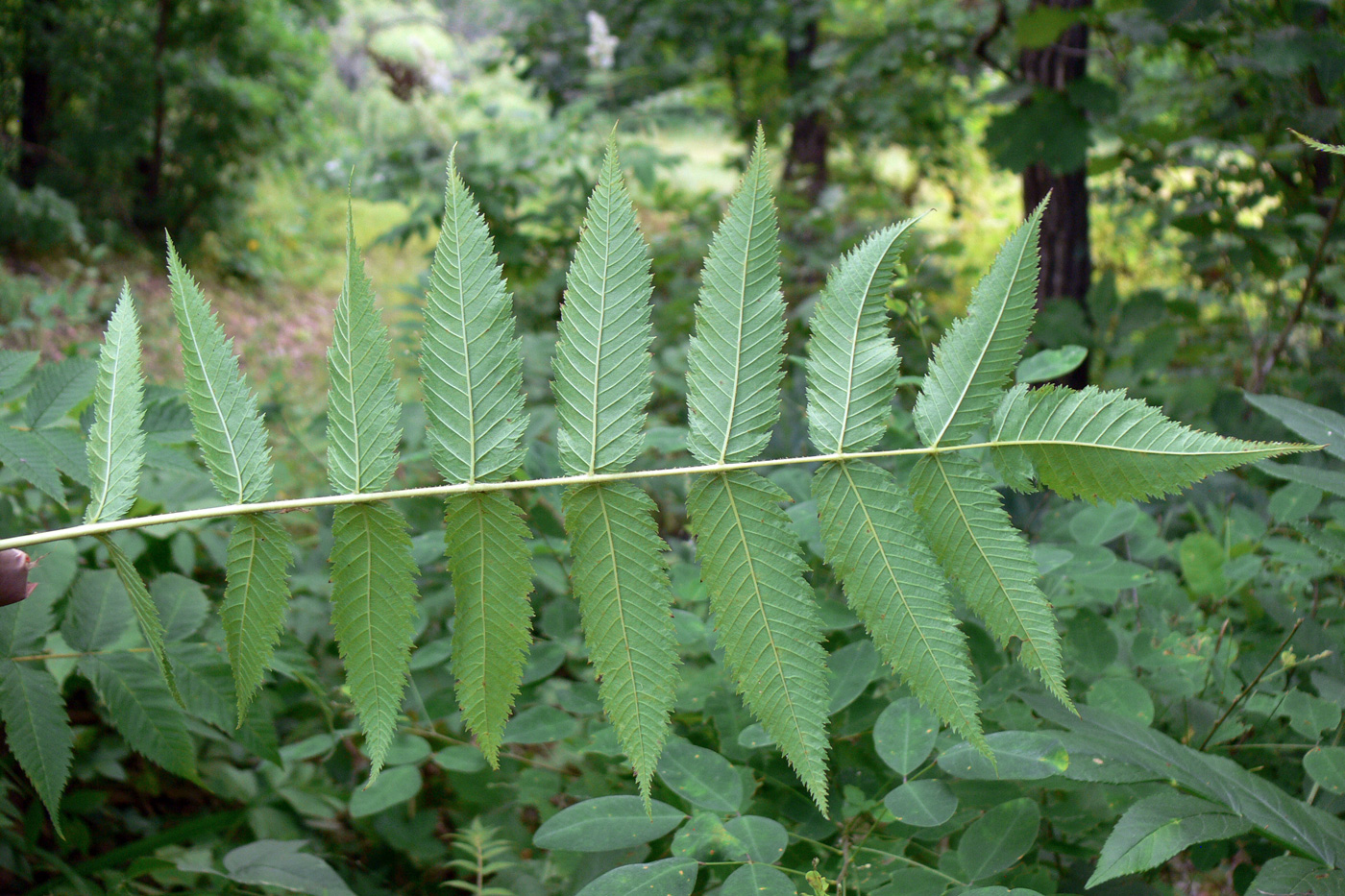 Image of Sorbaria sorbifolia specimen.