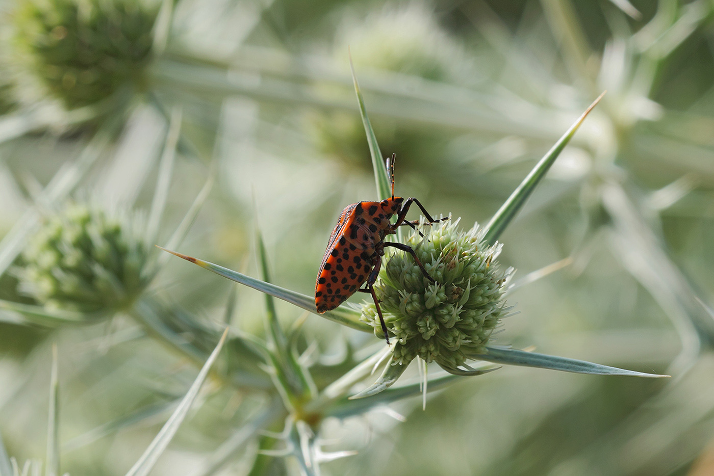 Image of Eryngium campestre specimen.