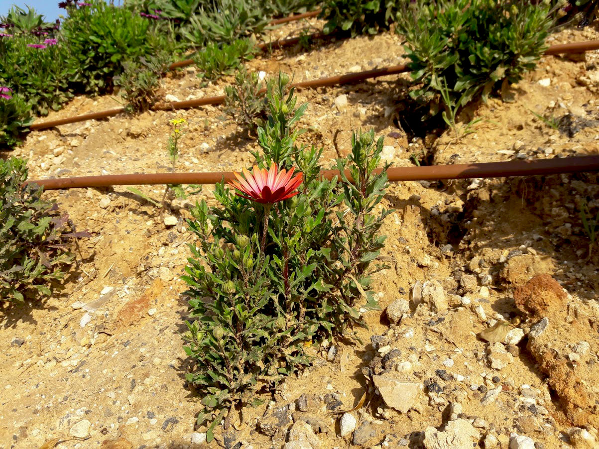 Изображение особи Dimorphotheca ecklonis.