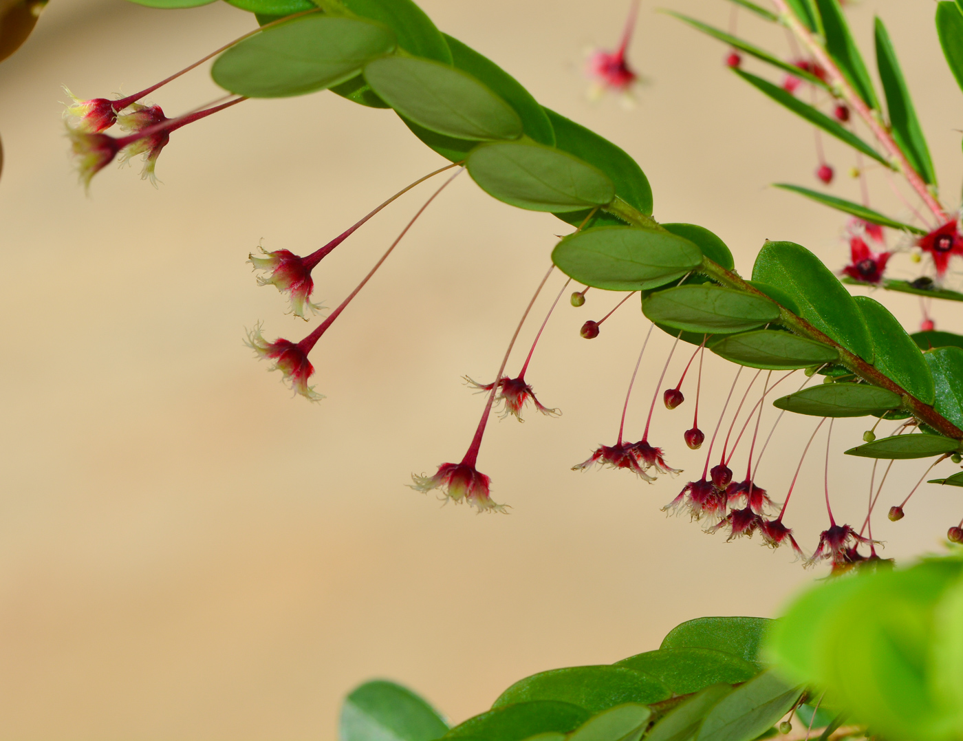 Image of Phyllanthus pulcher specimen.