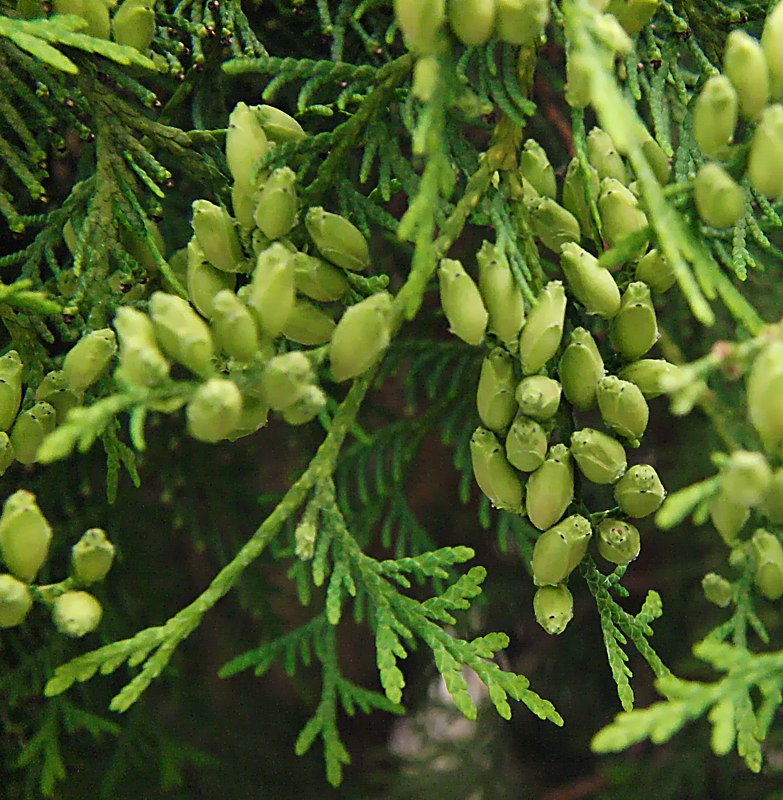 Image of Thuja occidentalis specimen.