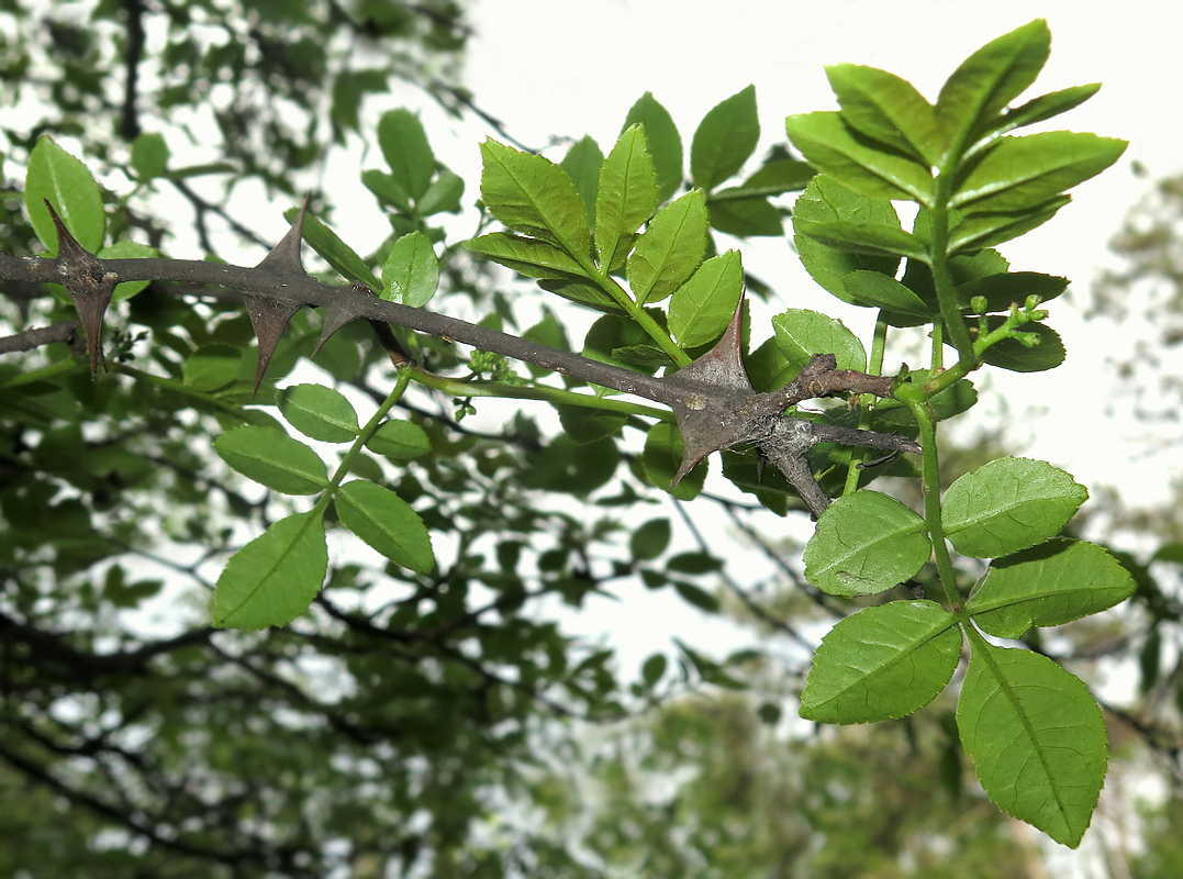 Image of Zanthoxylum simulans specimen.