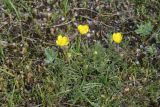 Ranunculus pinnatisectus