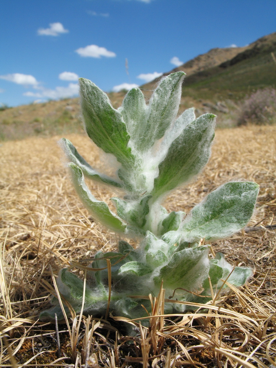 Image of Lachnophyllum gossypinum specimen.