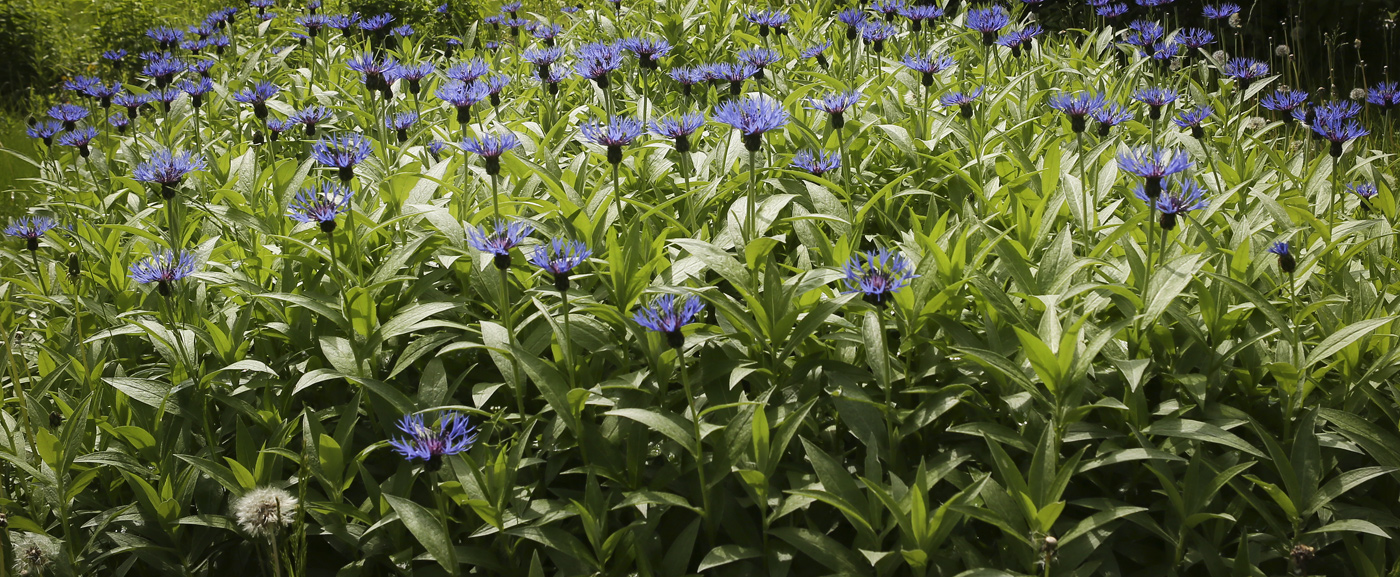 Изображение особи Centaurea montana.