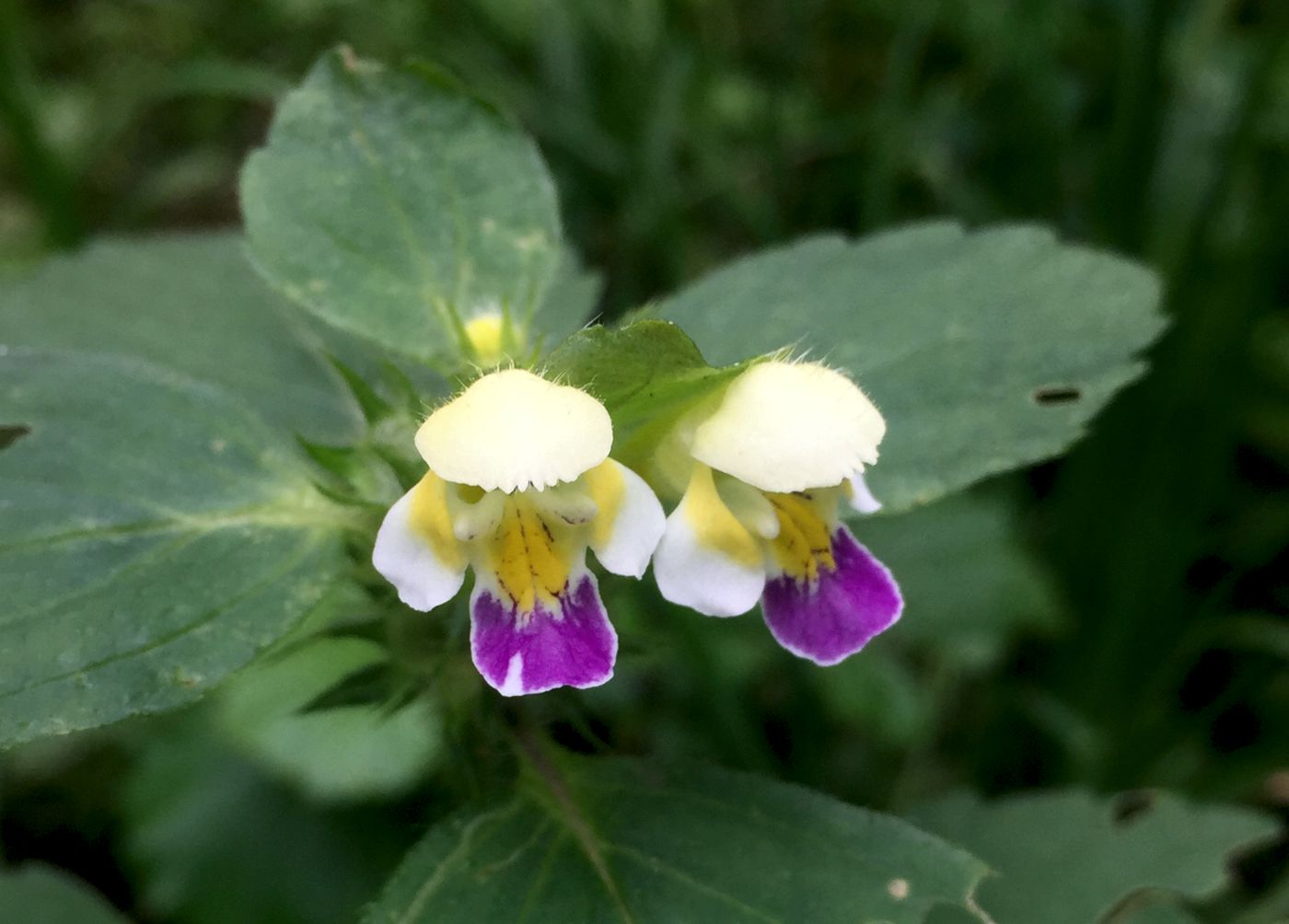 Image of Galeopsis speciosa specimen.