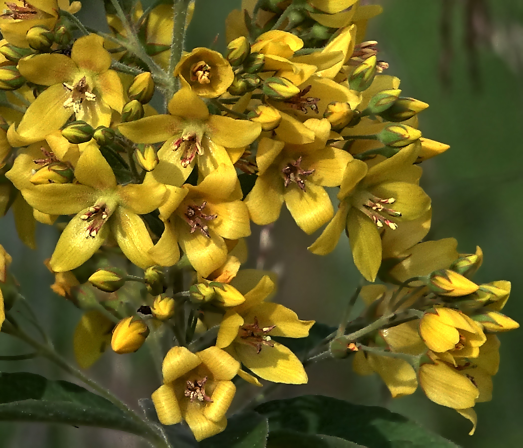 Изображение особи Lysimachia vulgaris.