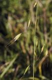 Avena sativa. Часть соплодия. Пермский край, Нытвинский р-н, окр. с. Григорьевское, периодически скашиваемое клеверное поле. 14.10.2017.