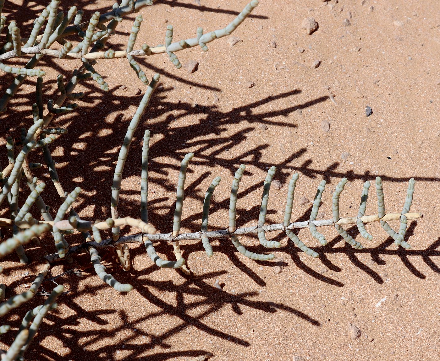 Image of Anabasis articulata specimen.