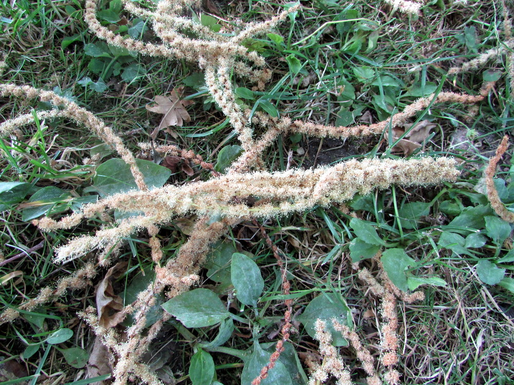 Изображение особи Castanea sativa.