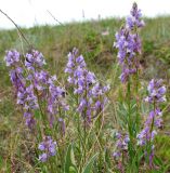 Polygala wolfgangiana. Верхушки цветущих растений. Татарстан, г. Бавлы. 18.05.2010.